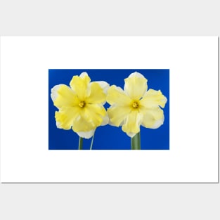 Narcissus  &#39;Cassata&#39;  Daffodil  Division 11a Split-corona: Collar Posters and Art